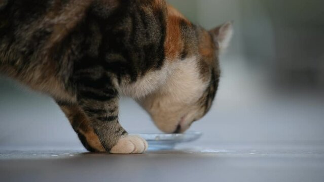Hungry stray cat licking milk drops on the floor. Cat searching for milk leftovers