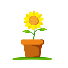 Beautiful sunflower on pot, isolated vector illustration