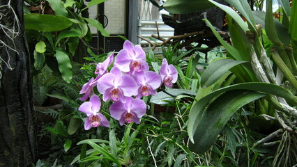 orchids