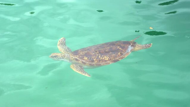 Green sea turtle, chelonia mydas spotted swimming in shallow water, endangered wildlife species.