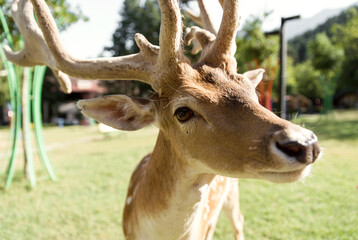 deer looks at the camera from a very close distance. close-up. contact zoo