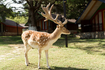 deer looks at the camera from a very close distance. close-up. contact zoo