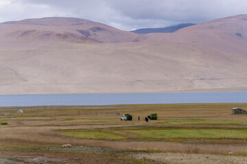 Obraz premium farmer is harvesting grass, grass to feed cattle in winter at Moriri lake, Ladakh, India