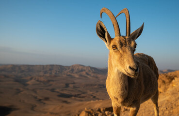 A female Nubian Ibex standing close to the camera and the Ramon crater in the background, in the Negev desert in Israel.
