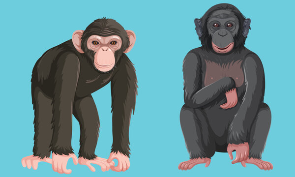 Different types of great apes vector 
