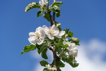 Beautiful spring blooming apple tree, white flowers against blue sky background.