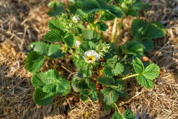 Strawberry plant , green leaves, white flowers, growing in farm garden, closeup.