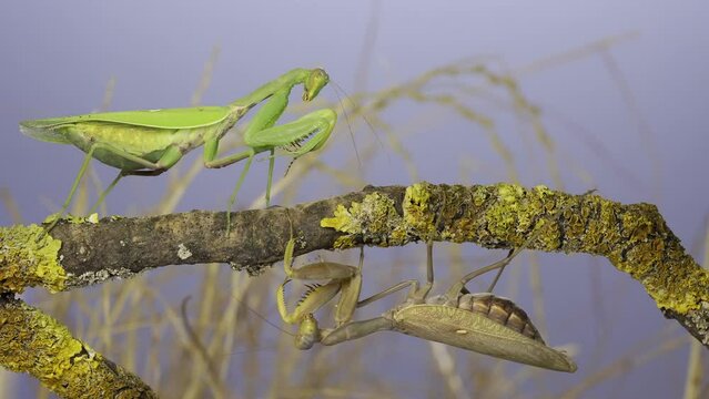 Large female praying mantis goes under tree branch on which another female sits and looks at her. Transcaucasian tree mantis (Hierodula transcaucasica)