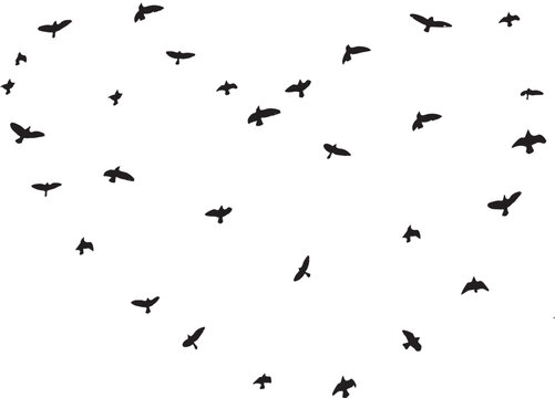 Black vector flying birds flock silhouettes isolated on white background