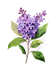 Watercolor Lilac flower with leaves png