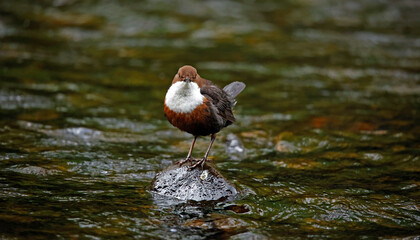 Fototapeta premium Eurasian dipper searching for food along the river
