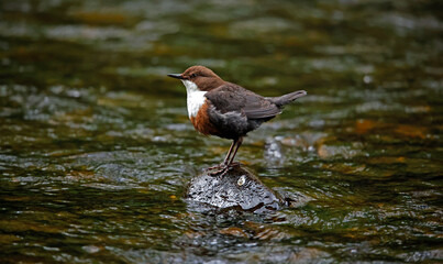 Eurasian dipper searching for food along the river