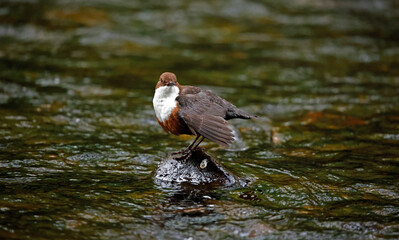 Eurasian dipper searching for food along the river