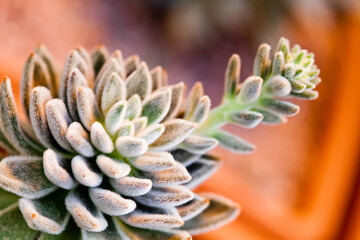 Succulent plant echeveria. macro view, shallow depth of field, selective focus