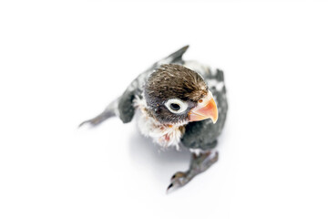 Baby lovebirds are taking a walk.