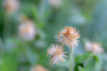 Field of grass during sunset