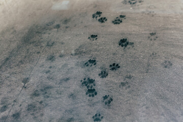 cat paw prints on car window