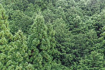 Three-leaf pine forest viewed from above