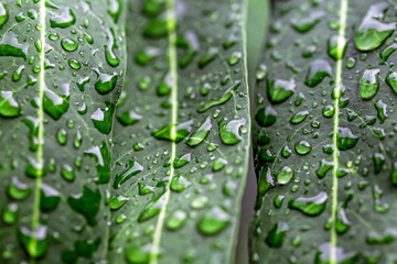 water drops after rain on green leaf