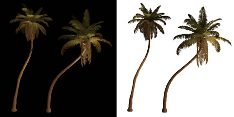 isolated 3d render palm Cocos Nucifera with up light in night scene, transparant and black...