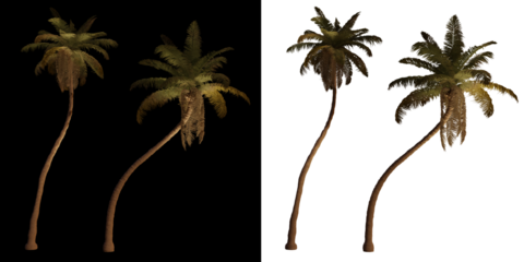 isolated 3d render palm Cocos Nucifera with up light in night scene, transparant and black background,best for night render visualisation, post production and compositing.