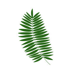 Palm leaf vector illustration. Flat palm tree leaf isolated