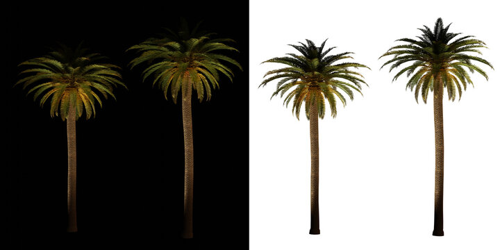isolated 3d render palm Phoenix Canariensis with up light in night scene, transparant and black background,best for night render visualisation, post production and compositing.