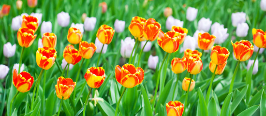 Field of blooming tulips. Bright spring flowers with red yellow white petals.