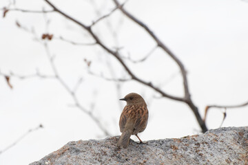 Japanese Accentor