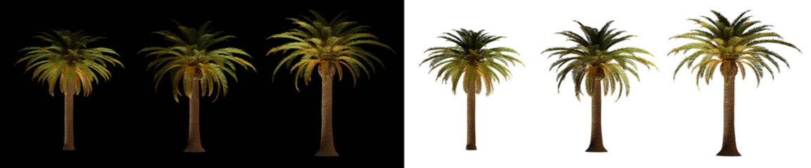 isolated 3d render palm Phoenix Canariensis with up light in night scene, transparant and black background,best for night render visualisation, post production and compositing.