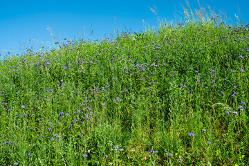 Obraz premium Hügel mit Gras und Rainfarn-Phazelien bewachsen