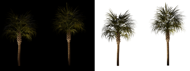 isolated 3d render palm Sabal palmetto with up light in night scene, transparant and black background,best for night render visualisation, post production and compositing.