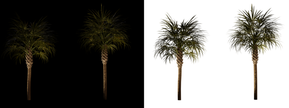 isolated 3d render palm Sabal palmetto with up light in night scene, transparant and black background,best for night render visualisation, post production and compositing.