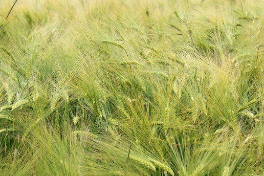 Kornfeld, Hintergrund