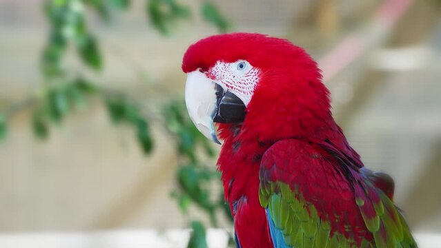 Beautiful Green-winged macaw, Scarlet Macaw. Close up head-shot.
