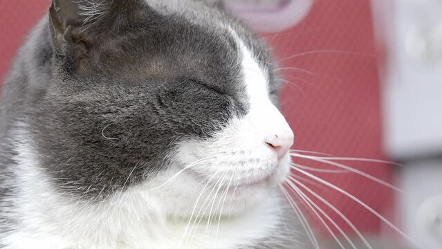 Close up of a grey and white cat with green eyes. Head shot. Sitting in the sunshine and lazing in the warmth of a summers day.