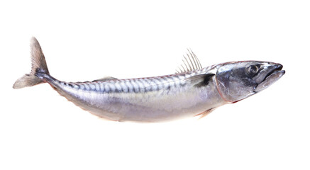 Fish mackerel  on white background isolated