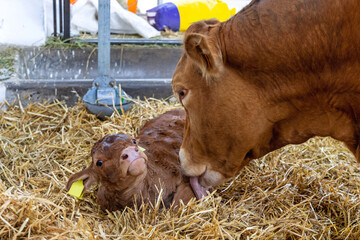 Newborn Calf Cow Tongue © markobe