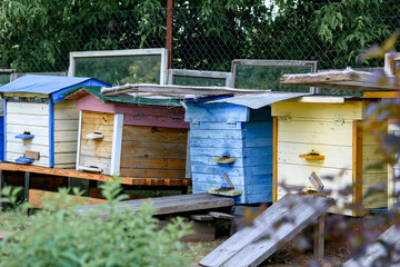 Hives in the apiary with bees flying to the landing sites, Frames of the bee hive. The beekeeper...