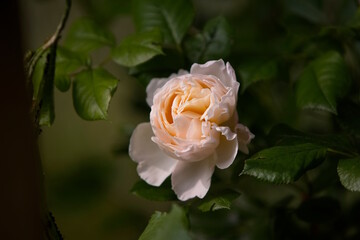 Rose - Rosenblühte