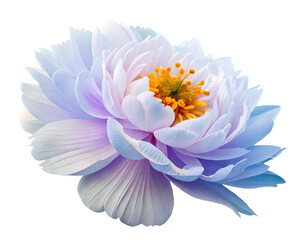 blue peony flowers isolated on white background, Generative AI