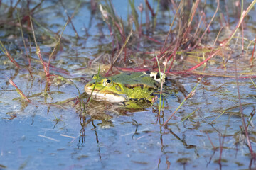 frog in the water of a lake