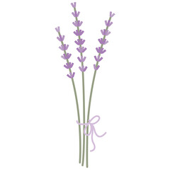 Obraz premium Lavender flowers