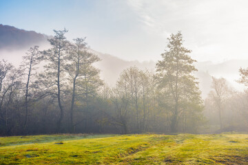 Fototapeta na wymiar carpathian countryside on a misty autumn morning. nature scenery with grassy meadow and forest at sunrise. wonderful outdoor scenery in morning light