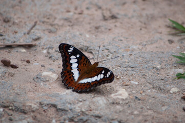 Butterfly in Lao