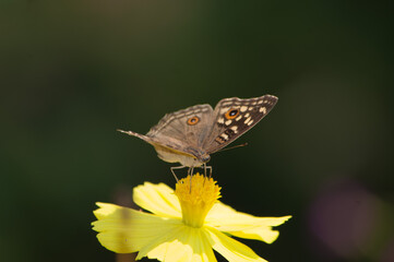 Butter fly in Laos