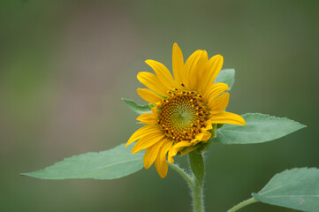 sunflower in my garden