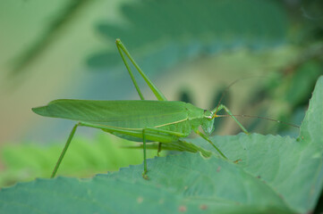 Green Bug