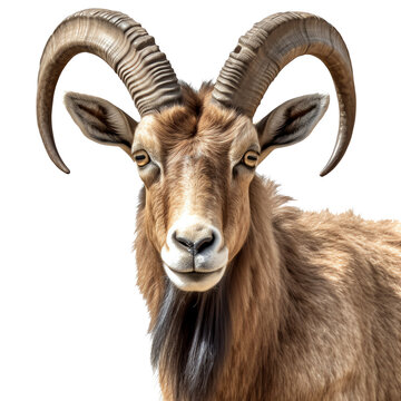 Ibex wild goat head with horns isolated - Generative AI