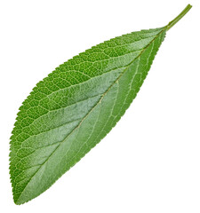 Plum leaves isolated